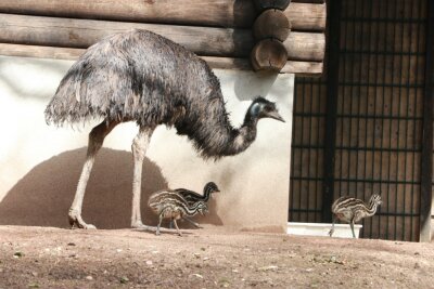 Nachwuchs auf zwei und vier Beinen im Tierpark -  Nachwuchs bei den Emus. Foto: Kevin Rüffer, Tierpark Chemnitz