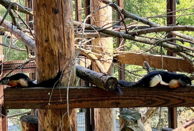 Im Auer Zoo der Minis ist ein Pärchen der Prevost-Schönhörnchen zuhause, was jetzt erstmalig Nachwuchs hat. Foto: Ralf Wendland