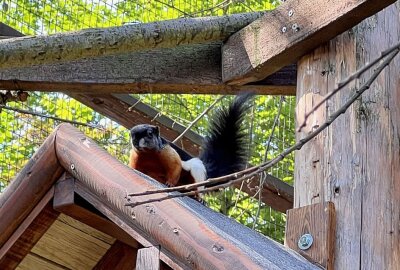 Nachwuchs bei den Prevost-Schönhörnchen - Im Auer Zoo der Minis ist ein Pärchen der Prevost-Schönhörnchen zuhause, was jetzt erstmalig Nachwuchs hat. Foto: Ralf Wendland