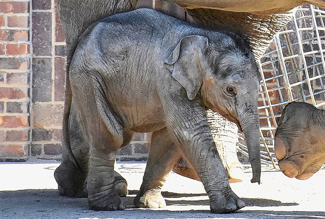 Namenssuche für das jüngste Elefantenkalb im Zoo Leipzig - Namenssuche für das jüngste Elefantenkalb im Zoo Leipzig. Foto: Maik Bohn