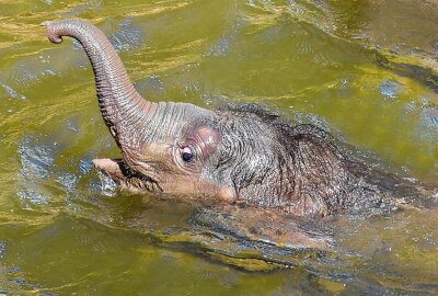 Namenssuche für das jüngste Elefantenkalb im Zoo Leipzig - Namenssuche für das jüngste Elefantenkalb im Zoo Leipzig. Foto: Maik Bohn