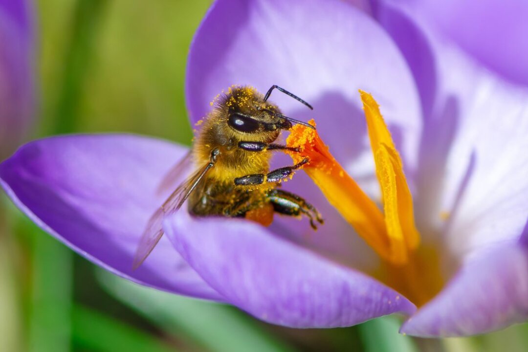 Nektar und Pollen satt: Diese Pflanzen sind Bienen-Lieblinge! - Beim Kauf von Krokus-Pflanzen sollte man auf Wildsorten achten. Die bieten Bienen reichlich Nektar und Pollen.