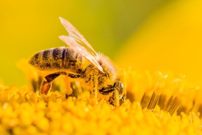 Nektar und Pollen satt: Diese Pflanzen sind Bienen-Lieblinge! - Jeder kann seinen Garten etwas Bienen-freundlicher gestalten.