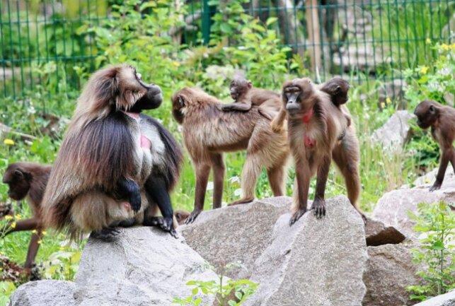 Neue Primaten-Art im Tierpark Chemnitz - Eine Dschelada-Familie zieht in den Chemnitzer Zoo ein. Foto: J. Klösters