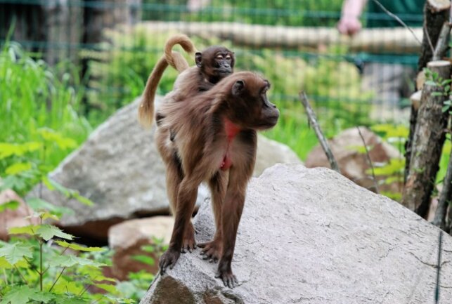 Neue Primaten-Art im Tierpark Chemnitz - Eine Dschelada-Familie zieht in den Chemnitzer Zoo ein. Foto: J. Klösters