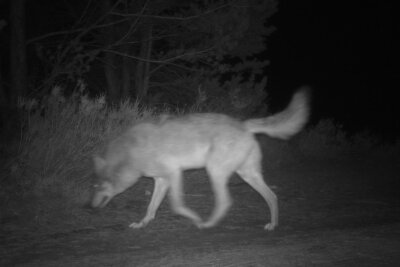 Neue Säugetierart in Sachsen in Fotofalle getappt! - ...und kleiner als ein Wolf.