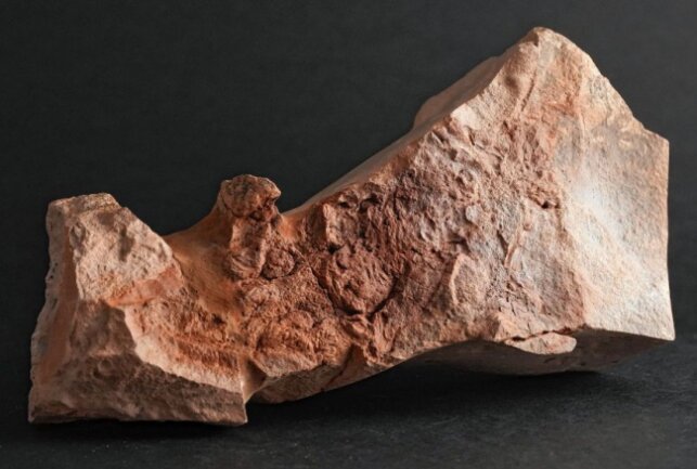 Fossil eines 291 Millionen Jahre alten Chemnitzion richteri. Foto: Philipp Koehler