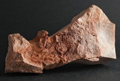 Neue Tierart im Versteinerten Wald entdeckt - Fossil eines 291 Millionen Jahre alten Chemnitzion richteri. Foto: Philipp Koehler