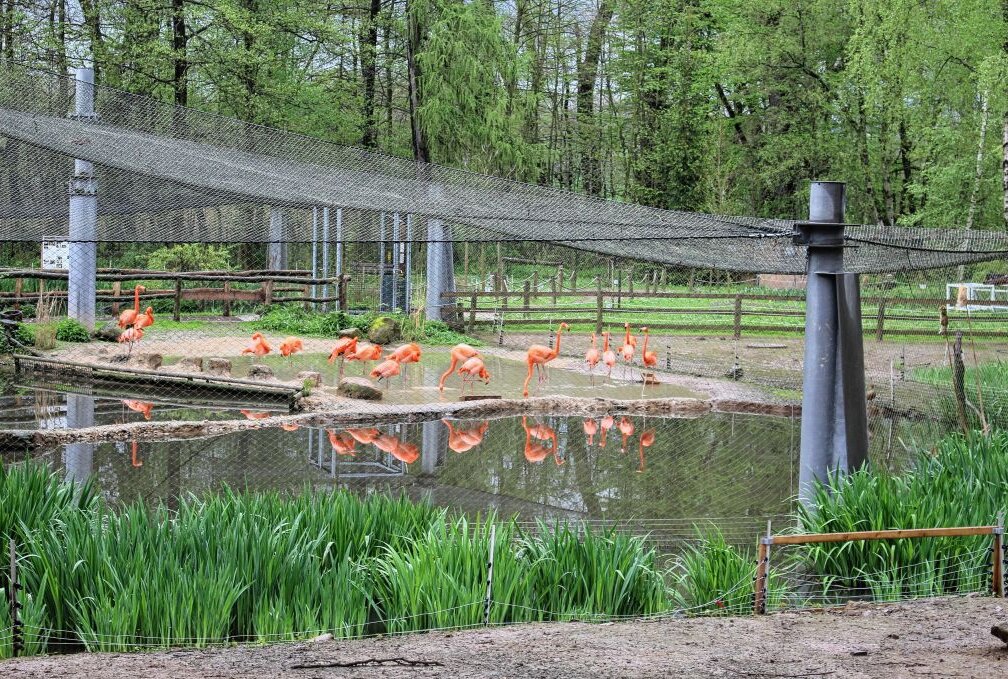 Die Flamingos sind von allen Seiten gut zu sehen, auch wenn die Anlage noch geschlossen ist. Foto: A.Büchner