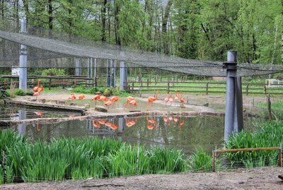 Neustart: Amerika-Tierpark in Limbach-Oberfohna seit Himmelfahrt wieder geöffnet - Die Flamingos sind von allen Seiten gut zu sehen, auch wenn die Anlage noch geschlossen ist. Foto: A.Büchner