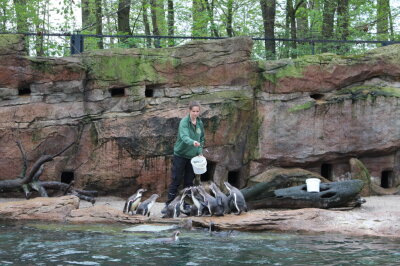 Neustart: Amerika-Tierpark in Limbach-Oberfohna seit Himmelfahrt wieder geöffnet - Fütterungen finden während der Öffnungszeit statt, werden aber noch nicht wieder kommentiert. 