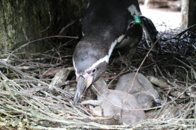 Neustart: Amerika-Tierpark in Limbach-Oberfohna seit Himmelfahrt wieder geöffnet - Papa Dieter kümmert sich um seine beiden Babys abwechselnd mit Mama Gudrun. Weitere elf Eier werden noch bebrütet. 
