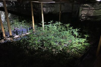 News zum Colditzer Drogennetzwerk: Anklage gegen Vater und Söhne erhoben - Die gefundene Cannabisplantage: Hochprofessionell bauten die Täter hier 2.600 Cannabispflanzen an.
