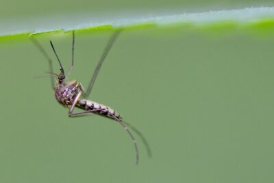 Nicht kratzen: Das hilft gegen Mücken und bei Mückenstichen - Die Rheinschnake ist eine in Deutschland häufig vorkommende Stechmückenart.
