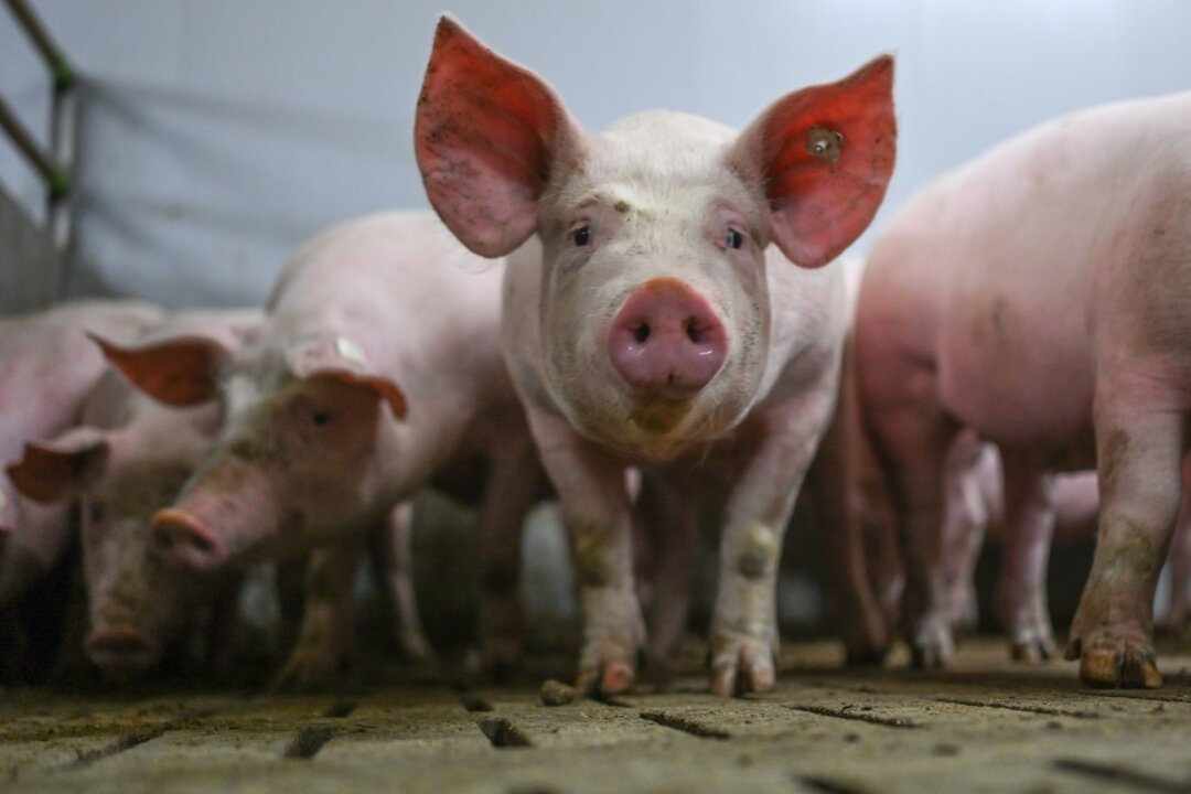 Niedrigster Bestand an Schweinen und Rindern seit 1992 - Eine Gruppe von Schweinen in einem Mastbetrieb.