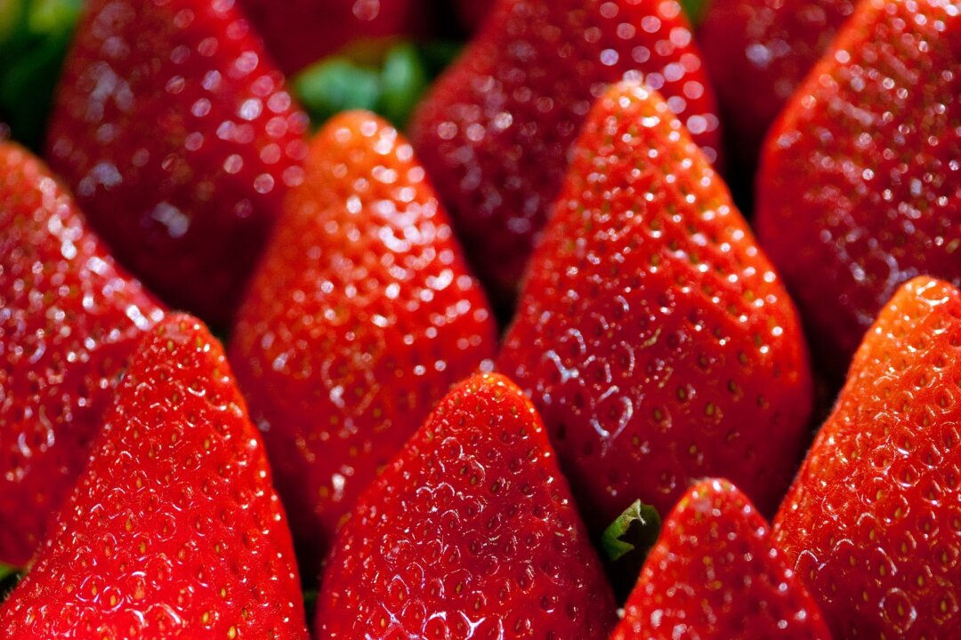 Noch etwas Geduld - bei Erdbeeren auf die Erntezeit achten - Da Anbau und Transport sehr energieintensiv sind, haben Früh-Erdbeeren eine verheerende Umweltbilanz.