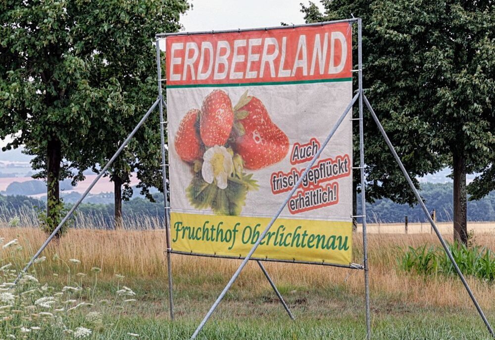 Noch immer kann man auf dem Fruchthof Hammer Erdbeeren pflücken und kaufen. Foto: Harry Härtel