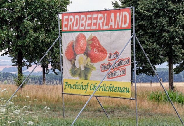 Noch immer kann man auf dem Erdbeerland Erdbeeren pflücken und kaufen. Foto: Harry Härtel