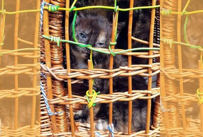 "Notfellchen" Petsy sucht dringend ein Zuhause! - Auch die beiden Jungkatzen Polly und Pete wurden vor dem Tierheim ausgesetzt. Foto: Maik Bohn