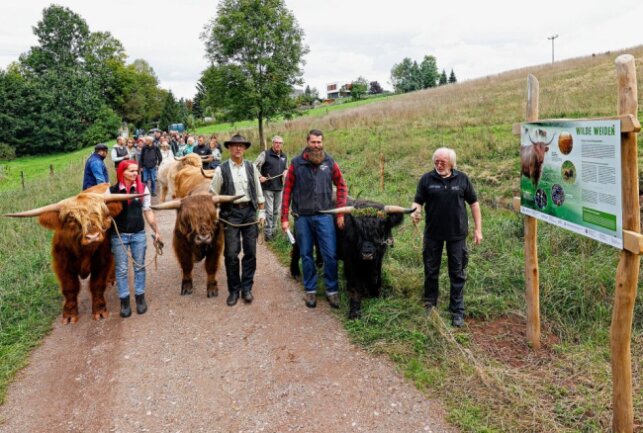 Oberlungwitz: Projekt dient der Artenvielfalt - Die Hochlandrinder bei ihrem offiziellen "Einzug" in das Landschaftsschutzgebiet Hirschgrund. Foto: Markus Pfeifer