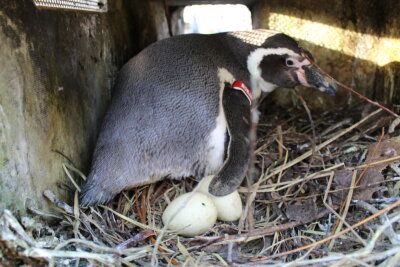 Mama Ronja ahnt noch nicht, dass aus ihren Eiern nichts mehr schlüpfen wird. Foto: A.Büchner