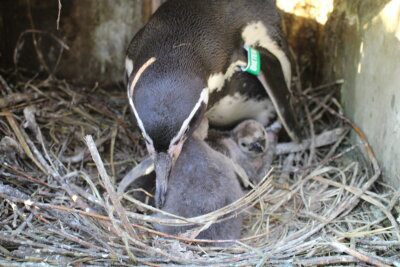 Pinguine Dieter bringt seine Zwillinge schnell in Sicherheit. Foto: A.Büchner