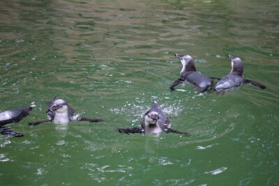 Wenn sie größer und "futterfest" sind, können die Kleinen mit ihren erwachsenen Verwandten im großen Becken schwimmen lernen. Foto: A.Büchner
