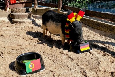 Orakel Rudi tippt auf einen Sieg der deutschen National-Elf gegen Portugal - Minischweinchen Rudi tippt auf seinen Sieg Deutschlands im EM-Spiel heute gegen Portugal. Foto: Ralf Wendland