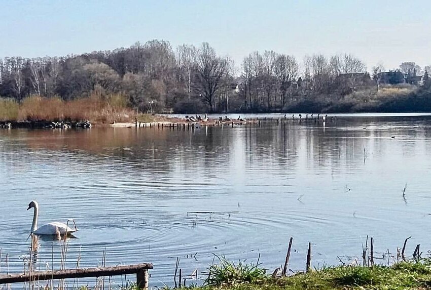Die Wasservögel sind zurück auf dem Großen Teich. Foto: Steffi Hofmann