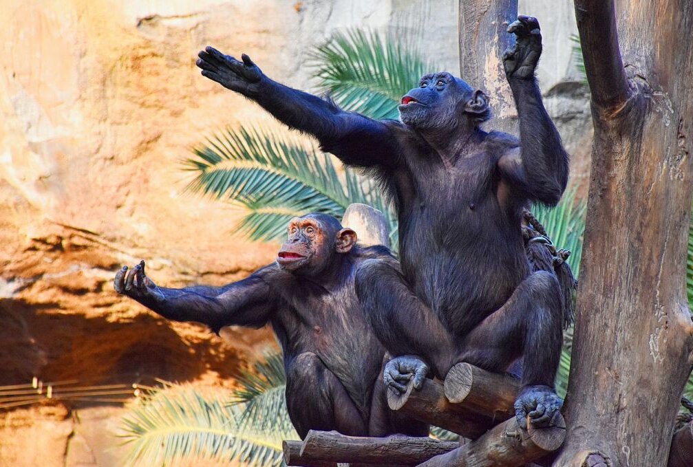 Osterwochenende: Leipziger Zoo startet Dino-Osterrallye - Im Zoo Leipzig gibt es zudem ein Affenhaus. Foto: Maik Bohn