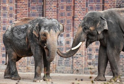 Osterwochenende: Leipziger Zoo startet Dino-Osterrallye - Auch Elefanten gibt es im Leipziger Zoo. Foto: Maik Bohn
