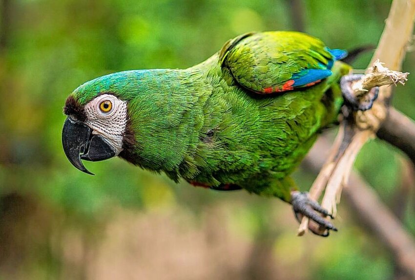 Papagei schlägt Einbrecher in die Flucht - Sprechender Papagei schlägt Einbrecher in die Flucht. Symbolfoto: pixabay