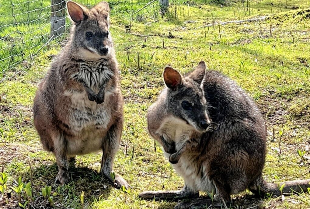 Parmakänguru gehört zu den kleinsten Kängurus - Im Auer Zoo der Minis leben fünf Parmakänguru - ein männliches Tier und vier Weibchen. Foto: Ralf Wendland