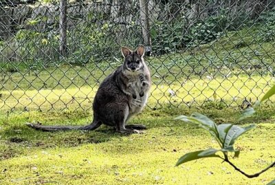 Parmakänguru gehört zu den kleinsten Kängurus - Im Auer Zoo der Minis leben fünf Parmakänguru - ein männliches Tier und vier Weibchen. Foto: Ralf Wendland