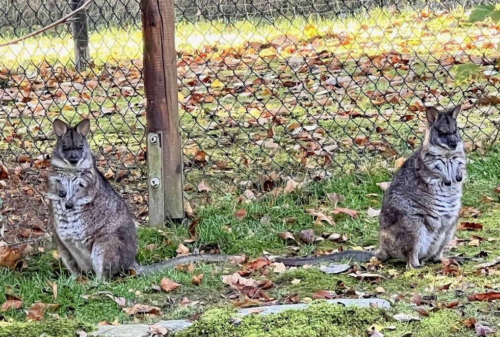 Parmakängurus gehören zu den kleinsten Kängurus - Im Auer Zoo der Minis sind auch Parmakängurus zuhause. Foto: Ralf Wendland