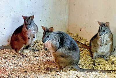Parmakängurus haben Nachwuchs bekommen - Im Auer Zoo der Minis sind auch Vertreter der Parmakängurus zuhause. Foto: Ralf Wendland