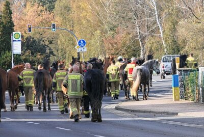 Pferde durchgegangen: Ungeplanter Ausritt auf der Bundesstraße - Pferdeherde unterwegs auf der B6. Foto: Sören Müller