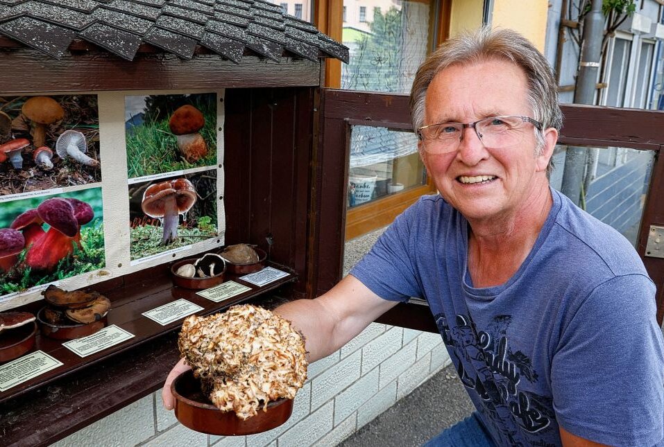 Pilzberater: Saison ist bisher mau, viel Regen muss her - Werner Stolpe an seinem Schaukasten mit heimischen Pilzen. Foto: Markus Pfeifer