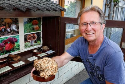 Pilzberater: Saison ist bisher mau, viel Regen muss her - Werner Stolpe an seinem Schaukasten mit heimischen Pilzen. Foto: Markus Pfeifer