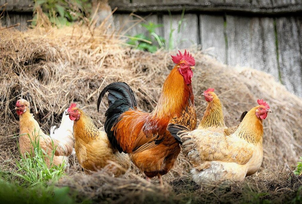 Polizei ermittelt: Unbekannte entführen 400 Hühner! - Symbolbild. Foto: Pixabay