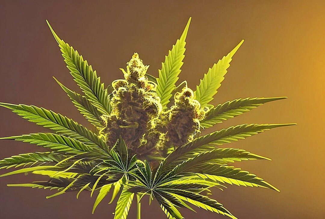 Polizei findet Cannabisplantage bei Wohnungsdurchsuchung - Beamte des Polizeireviers Mittweida stellte bei einer Durchsuchung 113 Cannabispflanzen und 5.000 Euro Bargeld sicher. Foto: pixabay/gabrielvilo94