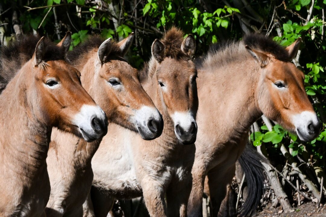 Przewalski-Pferde aus Berlin fliegen nach Kasachstan - Die im natürlichen Lebensraum als lange Zeit ausgestorben gegoltenen Przewalski-Pferde im Tierpark Berlin.