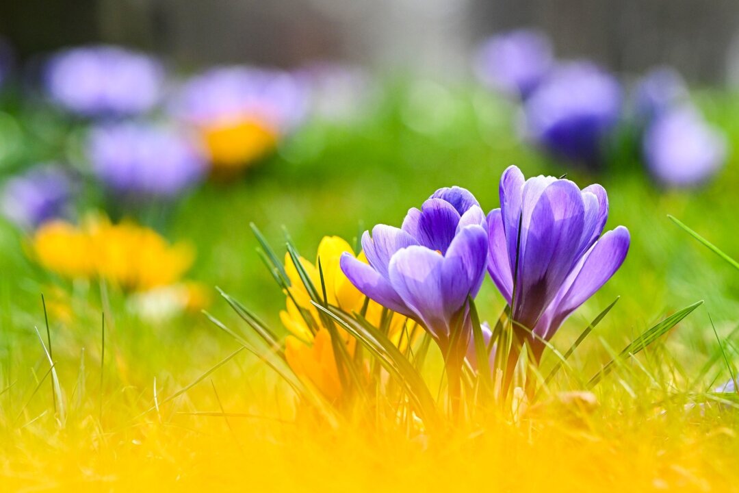 Pünktlich zum Frühlingsstart vielerorts warm und sonnig - Blühende Krokusse und Sonne zum Frühlingsstart.
