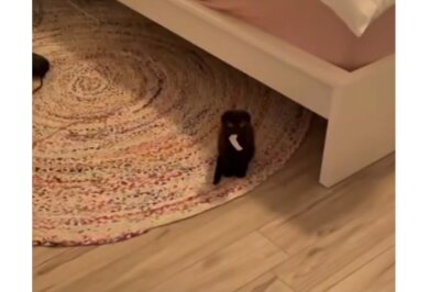 Rätselhaftes Geschehen: Wer steckt hinter dem Klopapierklau? - Was für eine Katz-astrophe! Instagram: @catswiththeirtonguesout