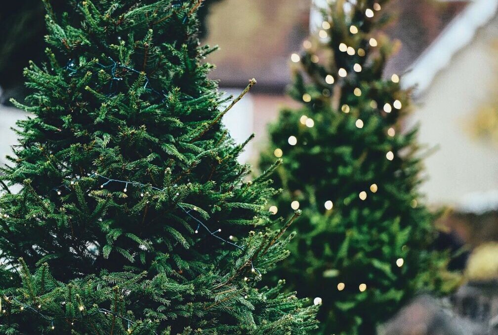 Rettet den Weihnachtsbaum: Eine Tanne zum Mieten und wieder Einpflanzen? - Foto: Pixabay/ AnnieSpratt