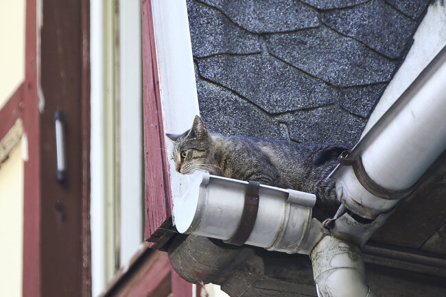 Rettungsaktion für flauschigen Vierbeiner - Heute morgen rückte die Feuerwehr aus, um eine Katze aus einer Dachrinne zu retten. 