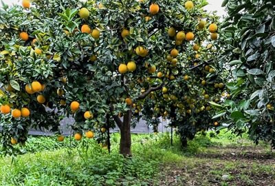 Ribera-Orangen aus Sizilien finden in Gelenau reißenden Absatz - Die Orangenbäume in Ribera hatten 2023 mit viel Trockenheit zu kämpfen, gedeihten aber trotzdem. Repro: Andreas Bauer