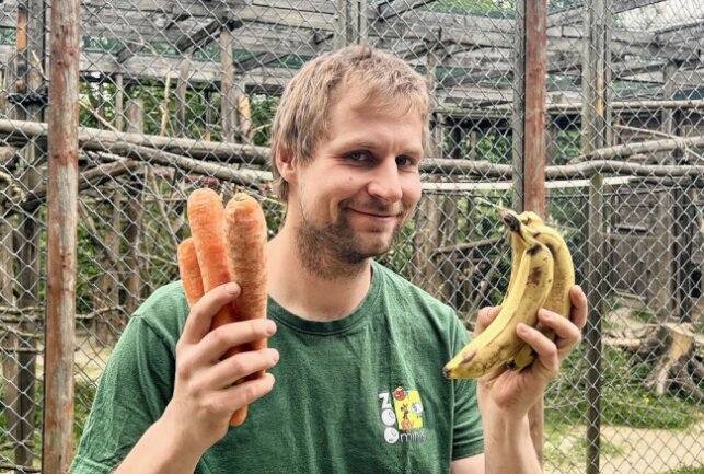 Zootierpfleger Peter Hömke hat Bananen aber genauso auch Möhren für die Rotgesichtsmakak dabei. Foto: Ralf Wendland