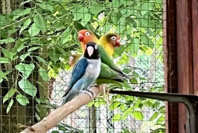 Rußköpfchen sind die kleinsten Papageien - Im Auer Zoo der Minis leben auch Rußköpfchen, die kleinsten Papageien, die es gibt. Foto: Ralf Wendland