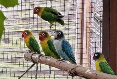 Rußköpfchen sind die kleinsten Papageien - Im Auer Zoo der Minis leben auch Rußköpfchen, die kleinsten Papageien, die es gibt. Foto: Ralf Wendland